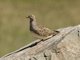 Gray-breasted Seedsnipe (Thinocorus orbignyianus) - Male