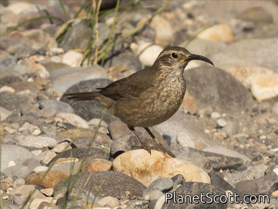 Scale-throated Earthcreeper (Upucerthia dumetaria)