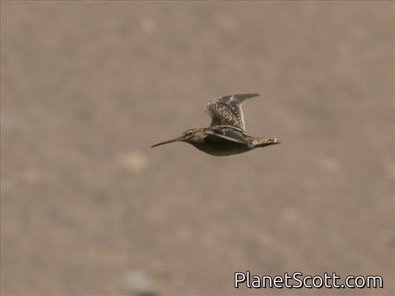 Magellanic Snipe (Gallinago magellanica) - Flying