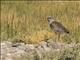 Southern Lapwing (Vanellus chilensis)