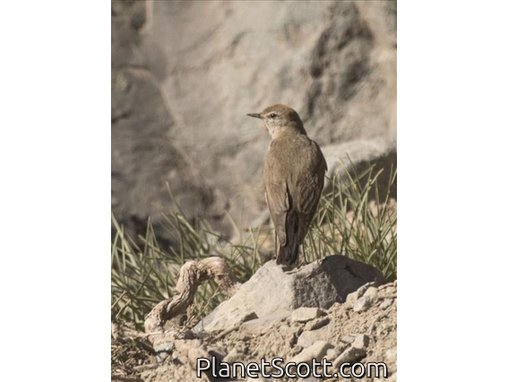 Spot-billed Ground-Tyrant (Muscisaxicola maculirostris)