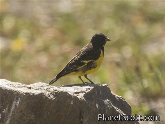 Yellow-rumped Siskin (Spinus uropygialis)