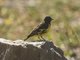 Yellow-rumped Siskin (Spinus uropygialis)