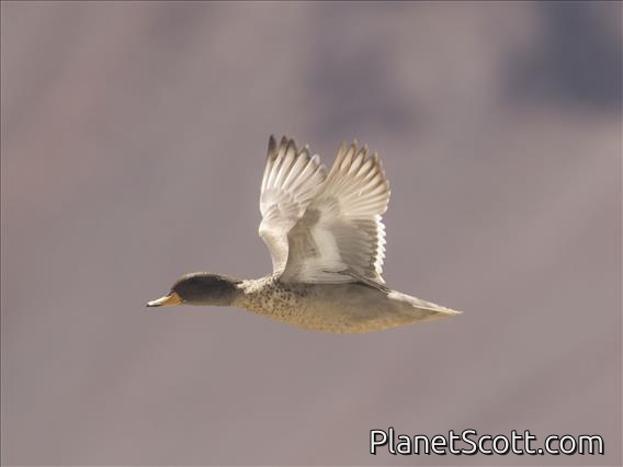 Yellow-Billed Teal (Anas flavirostris)