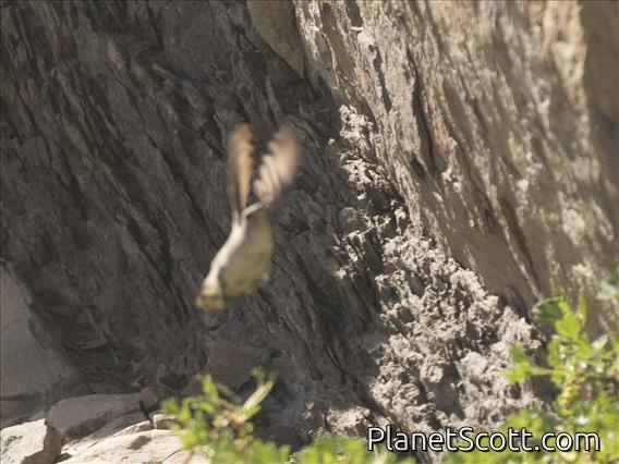 White-sided Hillstar (Oreotrochilus leucopleurus)