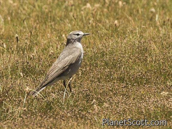 Ochre-naped Ground-Tyrant (Muscisaxicola flavinucha)