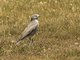 Ochre-naped Ground-Tyrant (Muscisaxicola flavinucha)