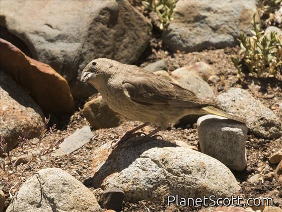 Greater Yellow-Finch (Sicalis auriventris) - Female