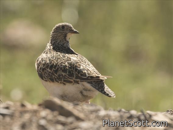 Gray-breasted Seedsnipe (Thinocorus orbignyianus)