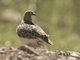 Gray-breasted Seedsnipe (Thinocorus orbignyianus)