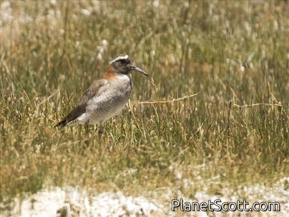 Diademed Sandpiper-Plover (Phegornis mitchellii)