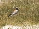 Diademed Sandpiper-Plover (Phegornis mitchellii)