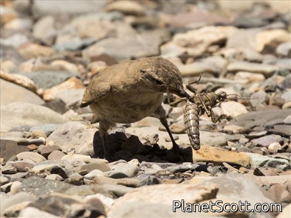Creamy-rumped Miner (Geositta isabellina)