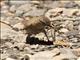 Creamy-rumped Miner (Geositta isabellina)