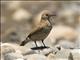 Creamy-rumped Miner (Geositta isabellina)