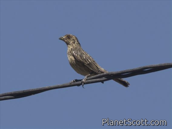Rufous-tailed Plantcutter (Phytotoma rara) - Female