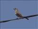 Rufous-tailed Plantcutter (Phytotoma rara) - Female
