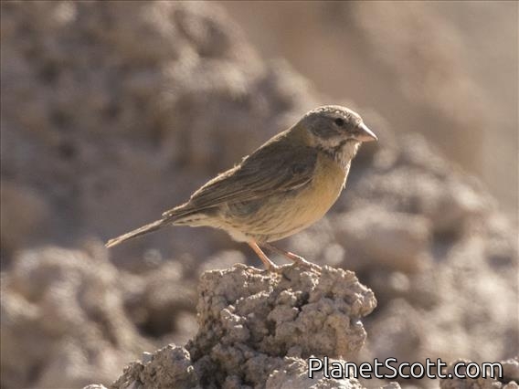 Gray-hooded Sierra-Finch (Phrygilus gayi) - Female