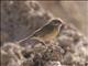Gray-hooded Sierra-Finch (Phrygilus gayi) - Female