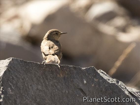 Cordilleran Canastero (Asthenes modesta)