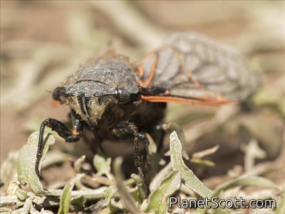 Chilean Cicada (Tettigades limbata)