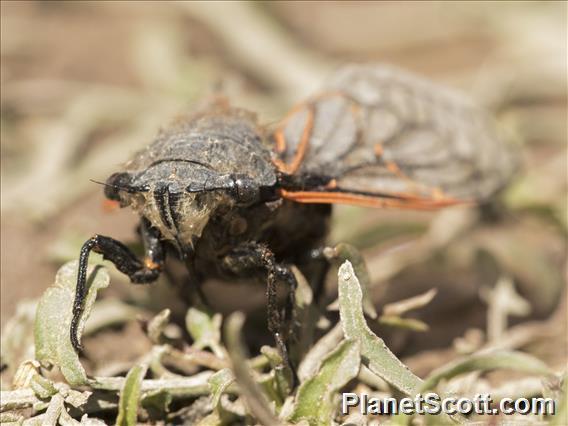 Chremistica Cicada (Chremistica ssp)