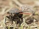 Chilean Cicada (Tettigades limbata)