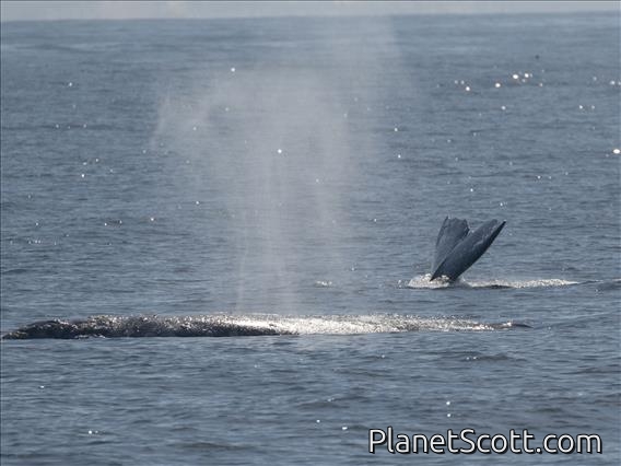 Gray Whale (Eschrichtius robustus)