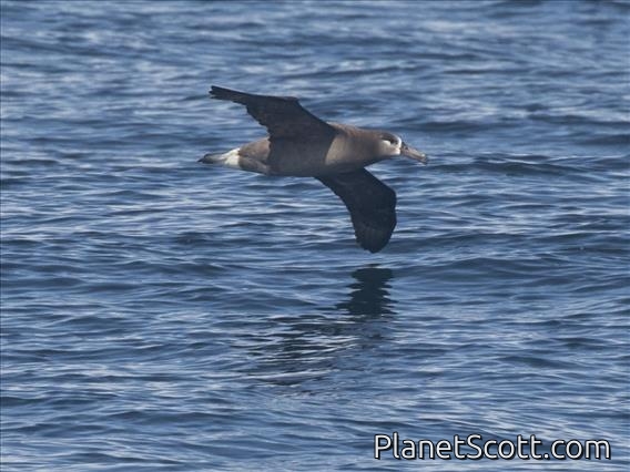 Black-footed Albatross (Phoebastria nigripes)