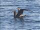 Black-footed Albatross (Phoebastria nigripes)