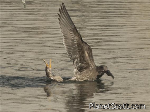 Western Gull (Larus occidentalis) - 1st Winter