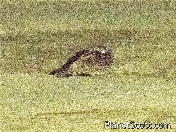 Common Poorwill (Phalaenoptilus nuttallii)