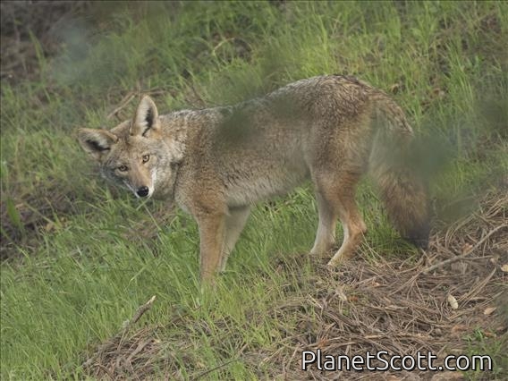 Coyote (Canis latrans)