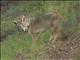 Coyote (Canis latrans)