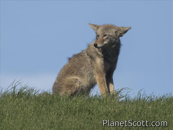 Coyote (Canis latrans)