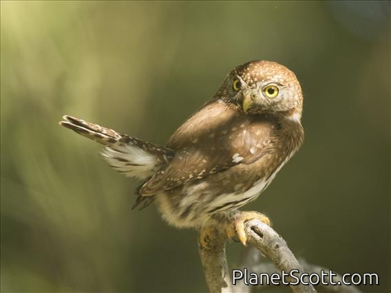 Images for Wildlife - Most Recent Photos