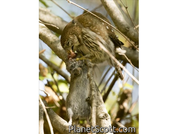 Northern Pygmy-Owl (Glaucidium gnoma)