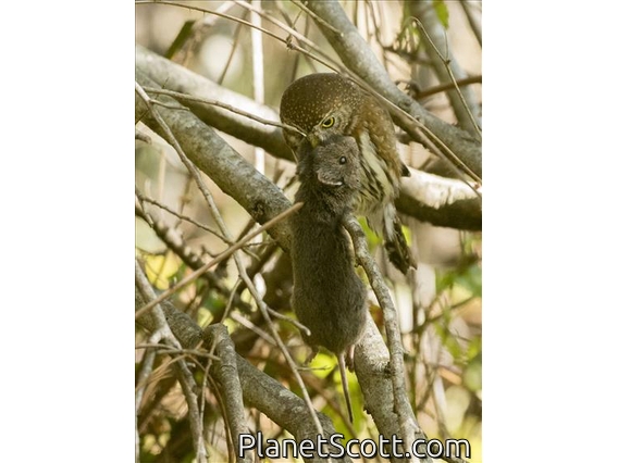 California Vole (Microtus californicus)