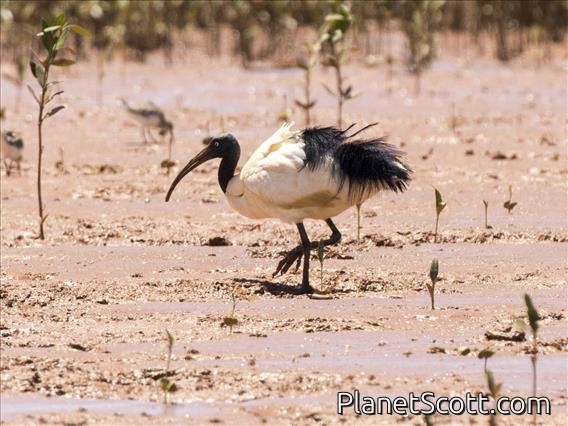Malagasy Sacred Ibis (Threskiornis bernieri)