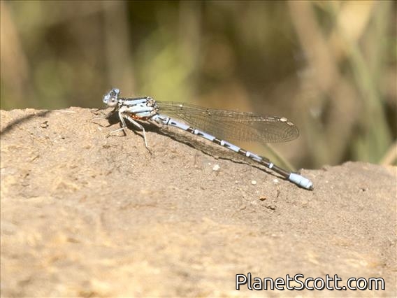 Emma's Dancer (Argia emma)