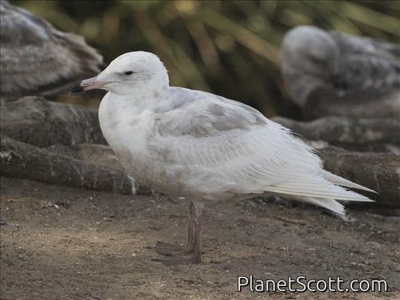 Glaucous Gull (Larus hyperboreus)