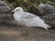 Glaucous Gull (Larus hyperboreus)