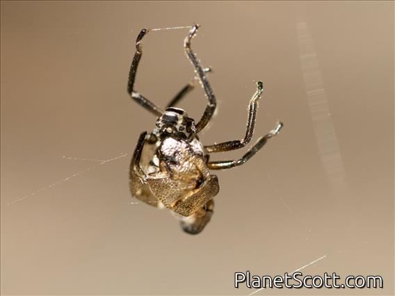 Spider (Spider ssp)