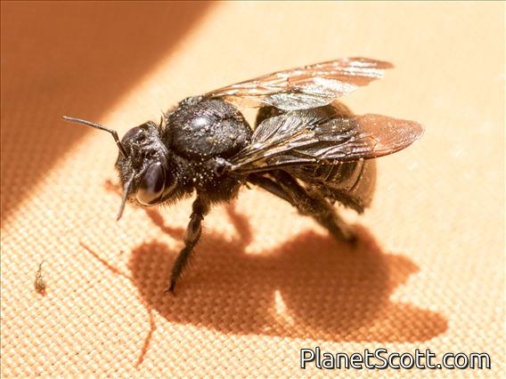 Carpenter Bee (Xylocopa ssp)