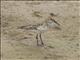 Western Sandpiper (Calidris mauri)