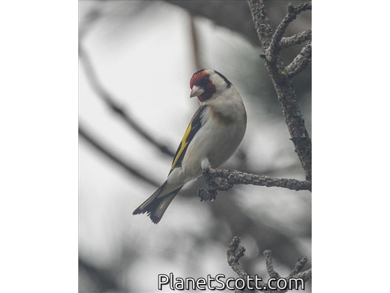 European Goldfinch (Carduelis carduelis)