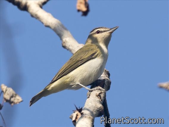 Red-eyed Vireo (Vireo olivaceus)