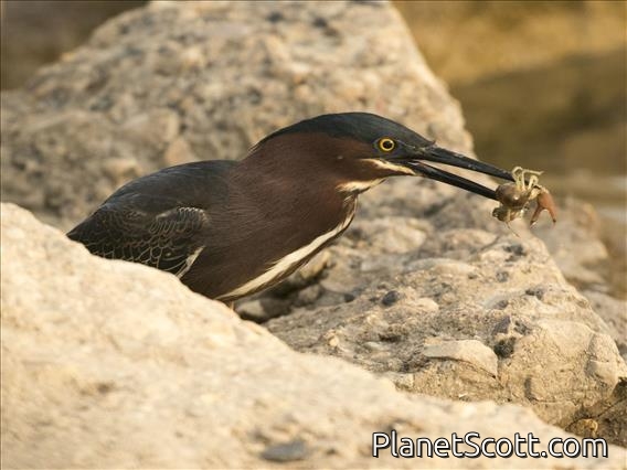 Green Heron (Butorides virescens)