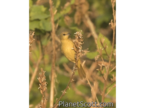 Orchard Oriole (Icterus spurius) - Female