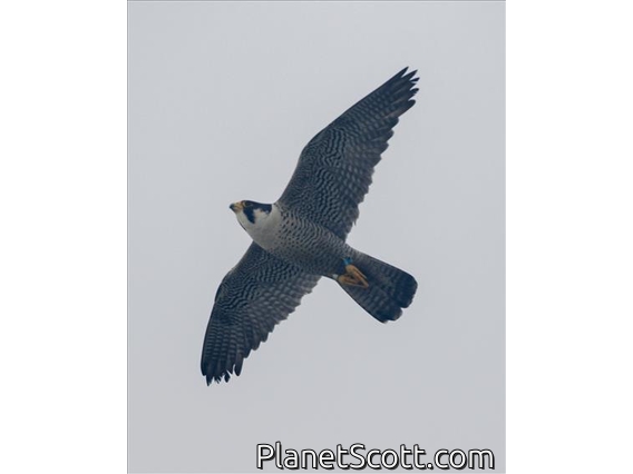 Peregrine Falcon (Falco peregrinus)